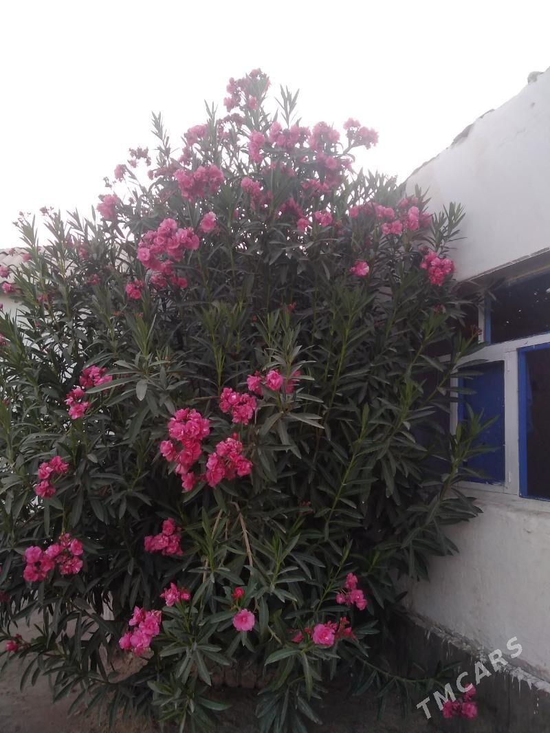 Alýandra güli - Койтендаг - img 2