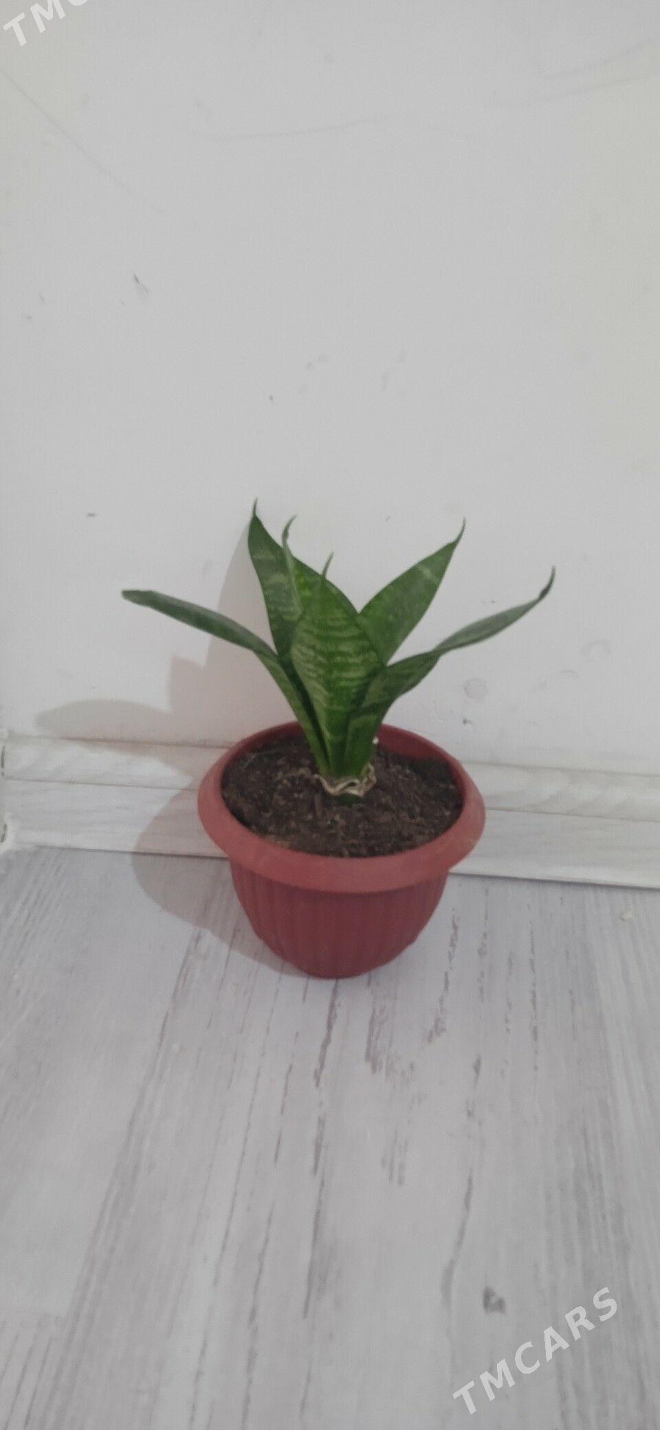 цветыцветы - Parahat 7 - img 2