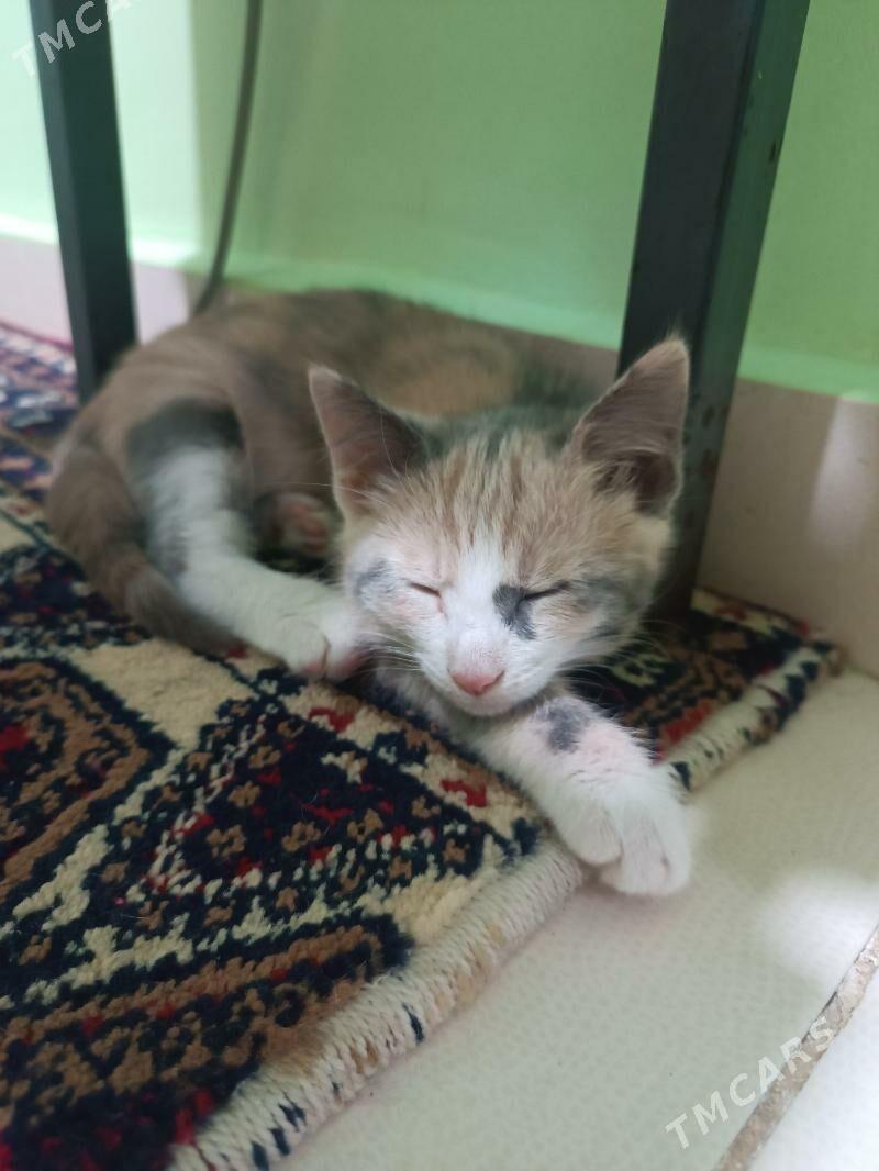 pişijek - Ашхабад - img 4