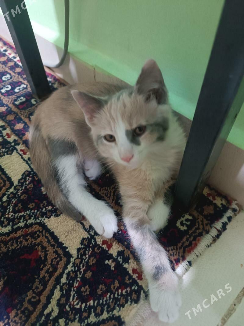 pişijek - Ашхабад - img 3