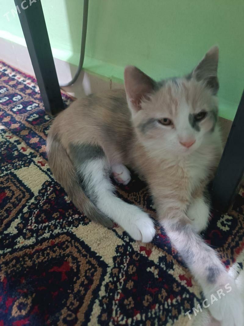 pişijek - Ашхабад - img 2