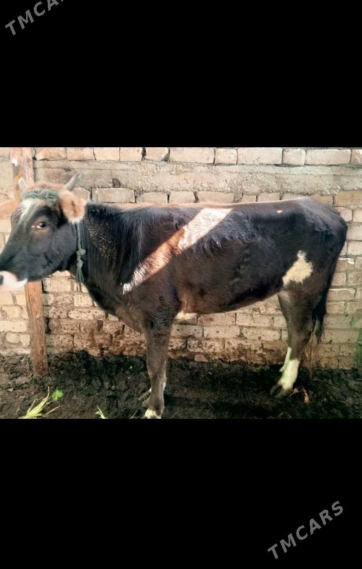 gole - Чоганлы - img 3