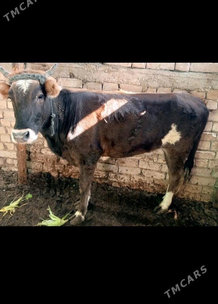 gole - Чоганлы - img 2