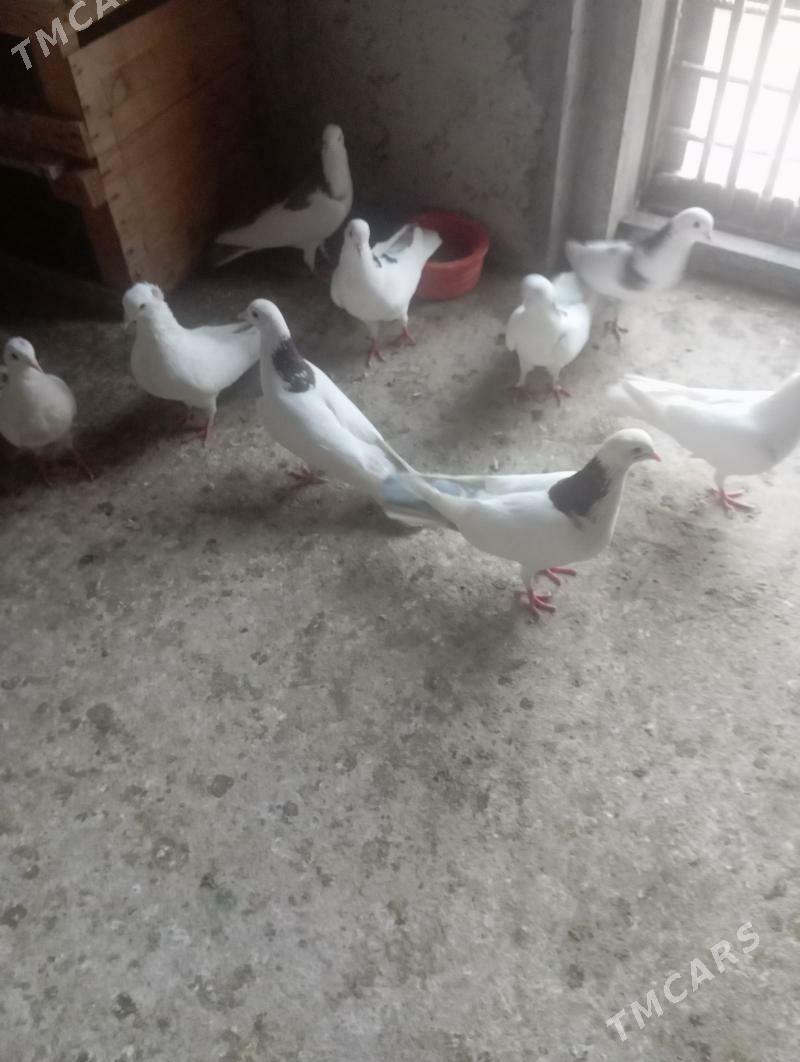 Kepderi - Балканабат - img 5