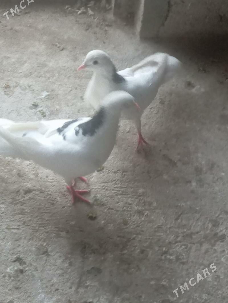 Kepderi - Балканабат - img 6