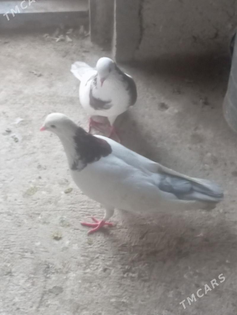 Kepderi - Балканабат - img 4