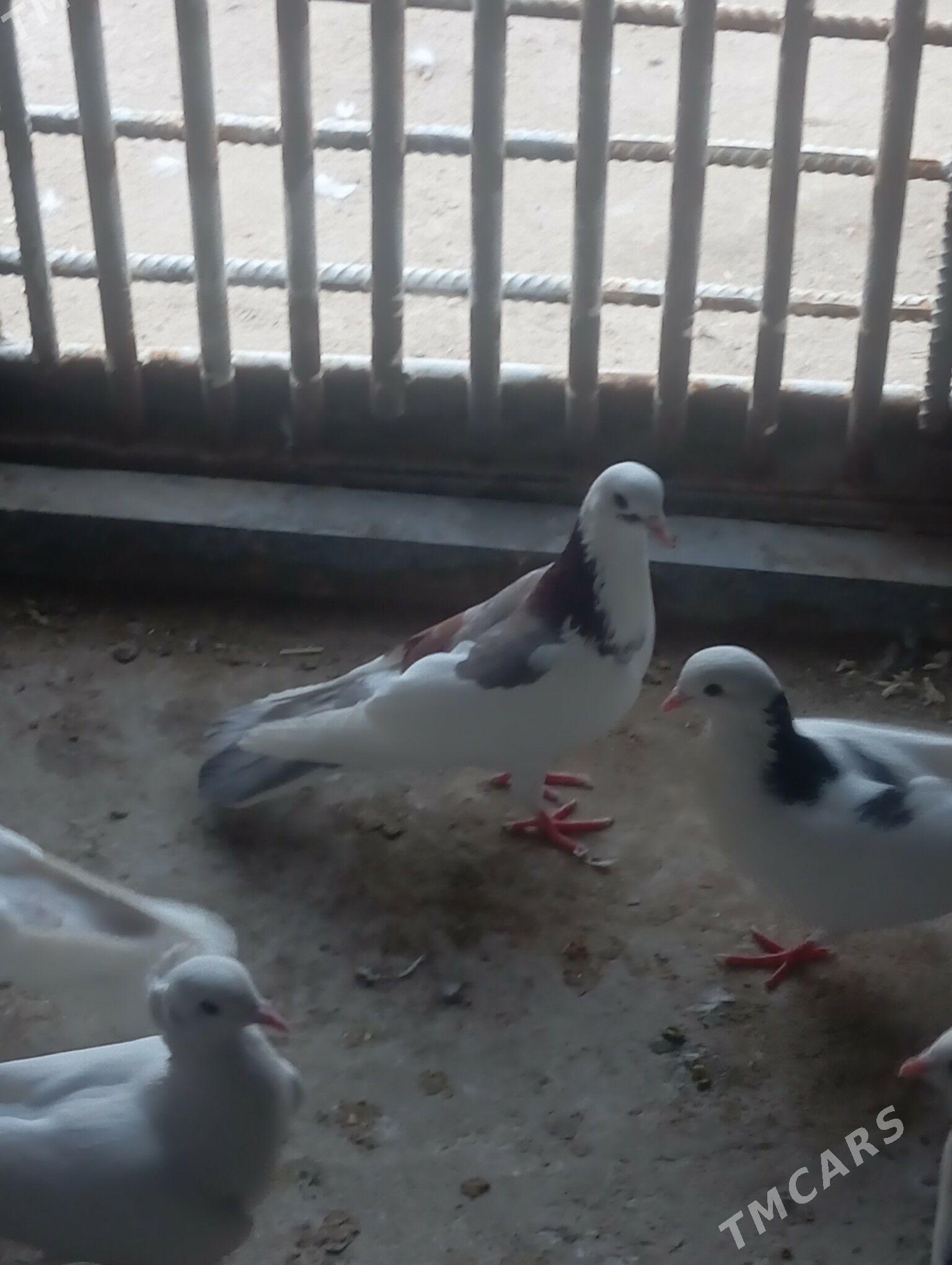 Kepderi - Балканабат - img 3