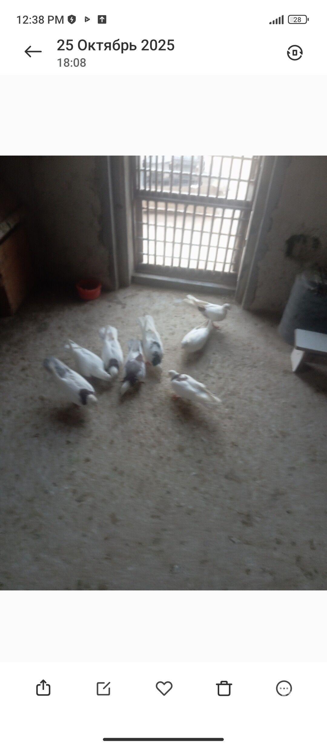 Kepderi - Балканабат - img 2