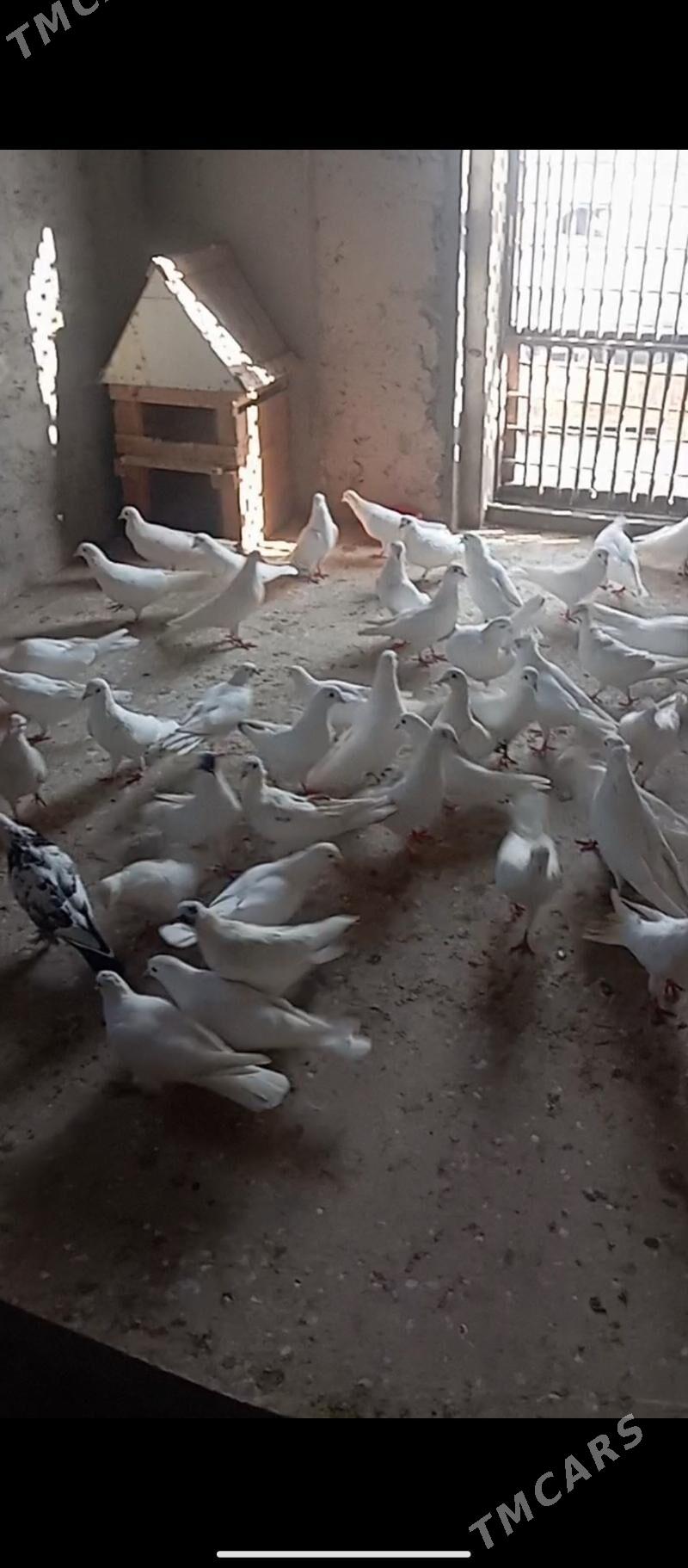 Kepderi - Балканабат - img 1