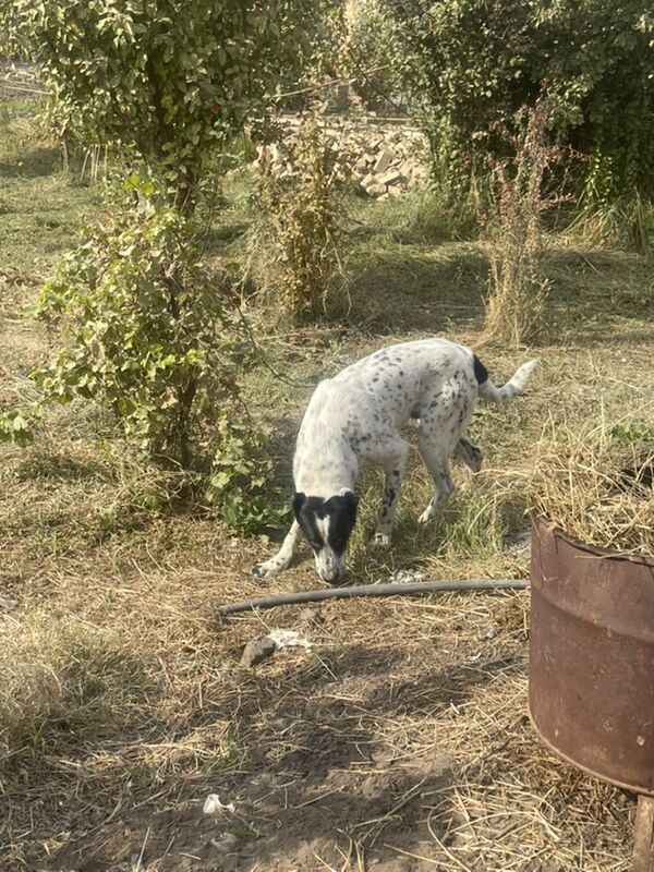 чопак кучук - Türkmenabat - img 1