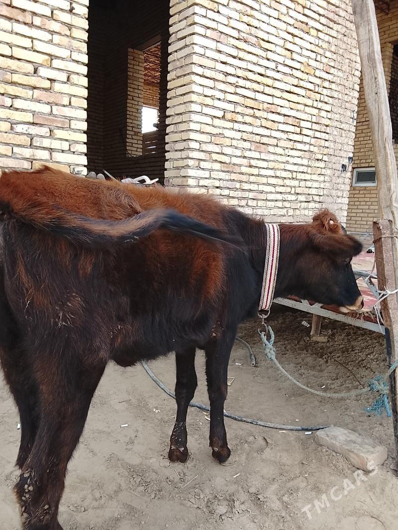 unajyn - Туркменабат - img 2