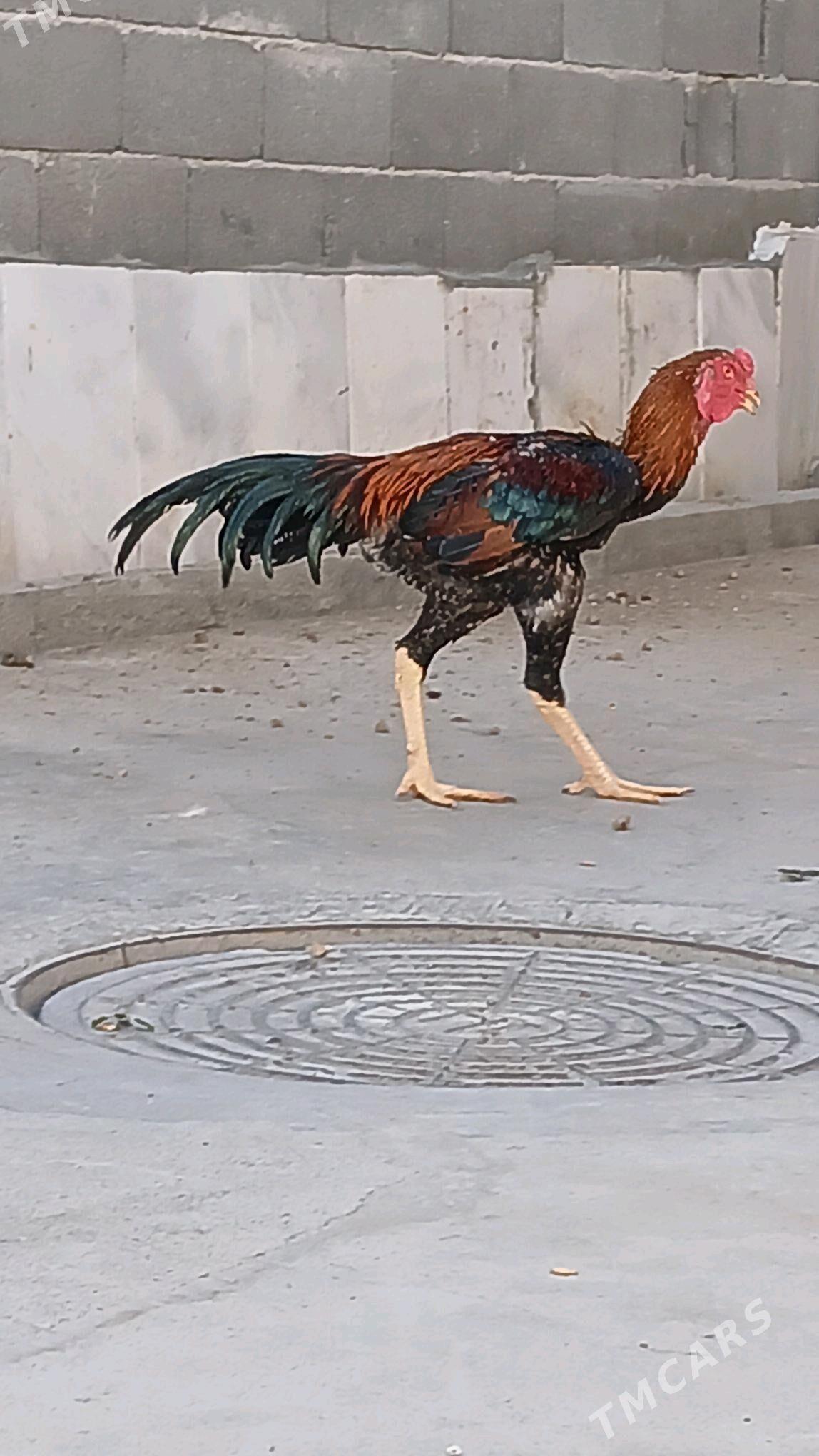 Taşgent - Hitrowka - img 3