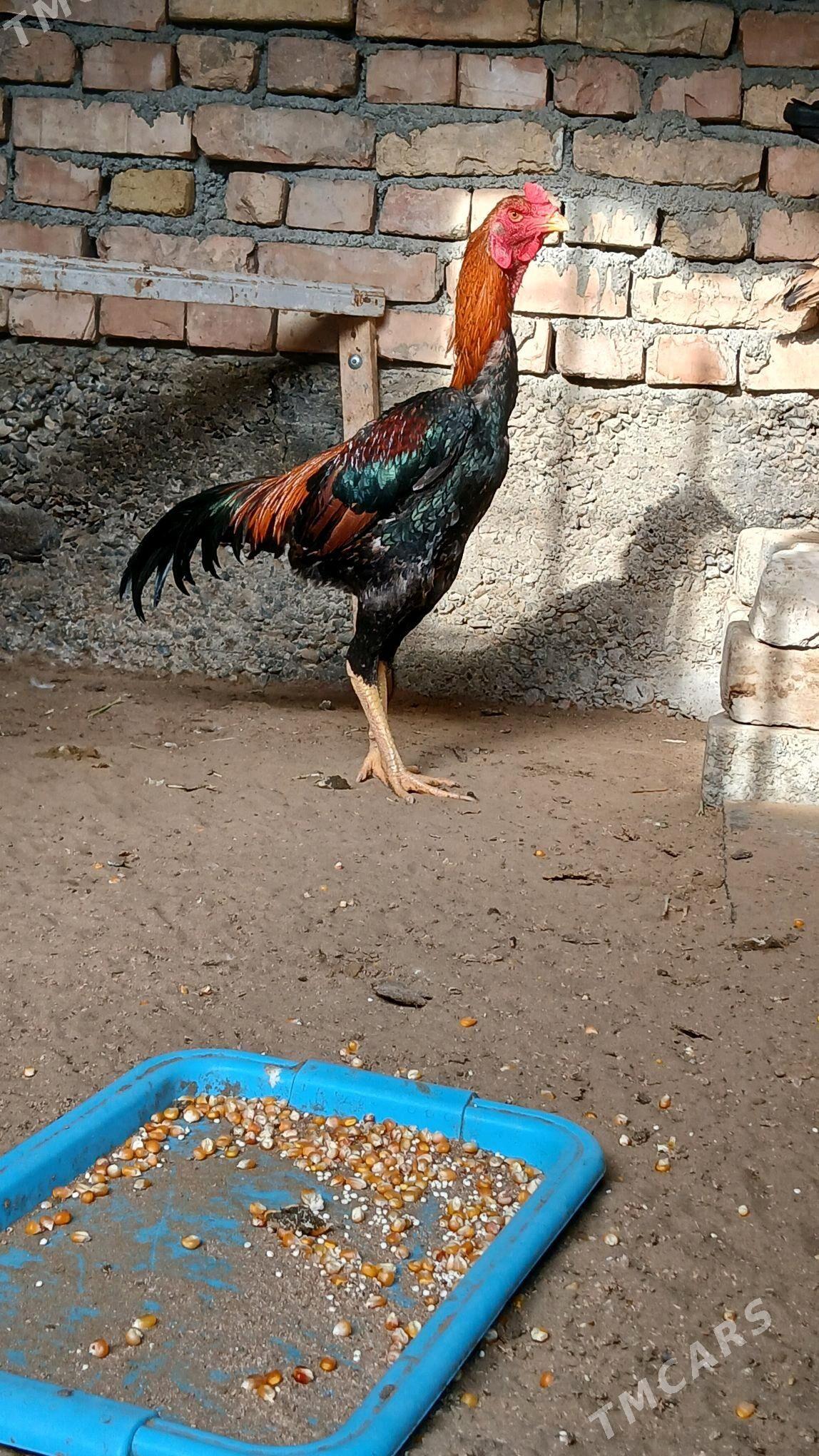 Taşgent - Hitrowka - img 1