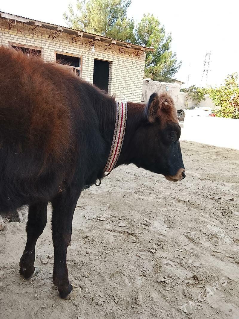 unajyn - Туркменабат - img 4