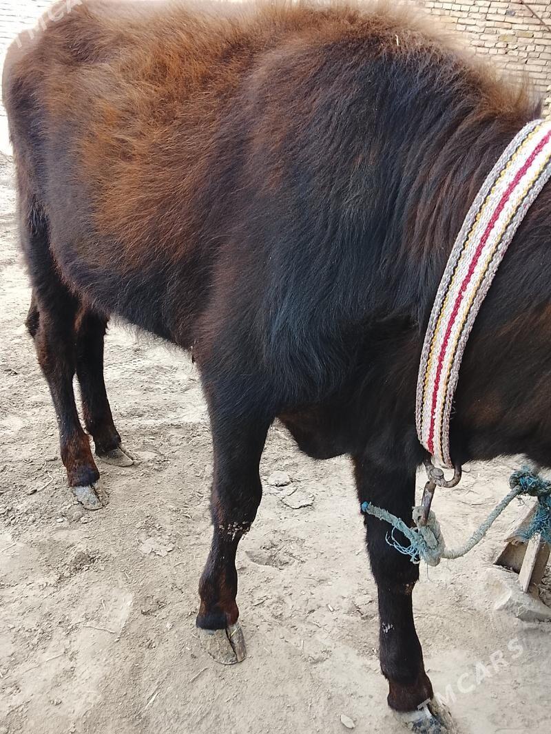 unajyn - Туркменабат - img 5