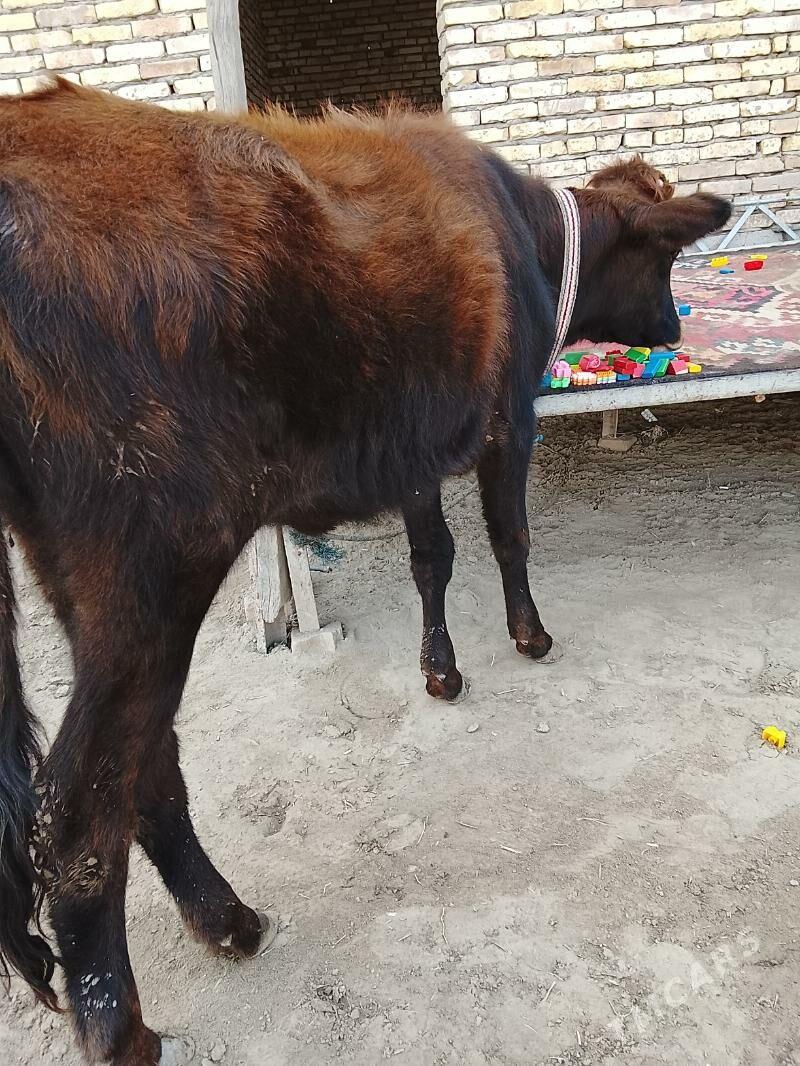 unajyn - Туркменабат - img 1