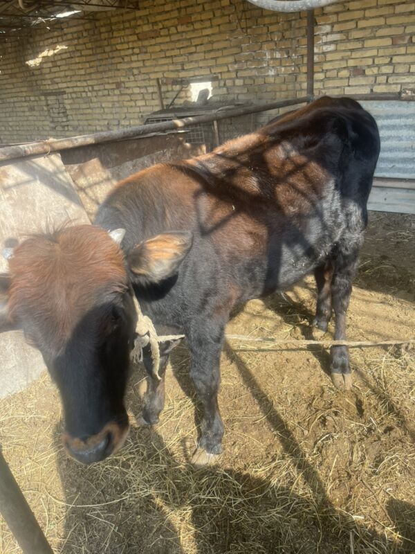 окуз - Türkmenabat - img 3