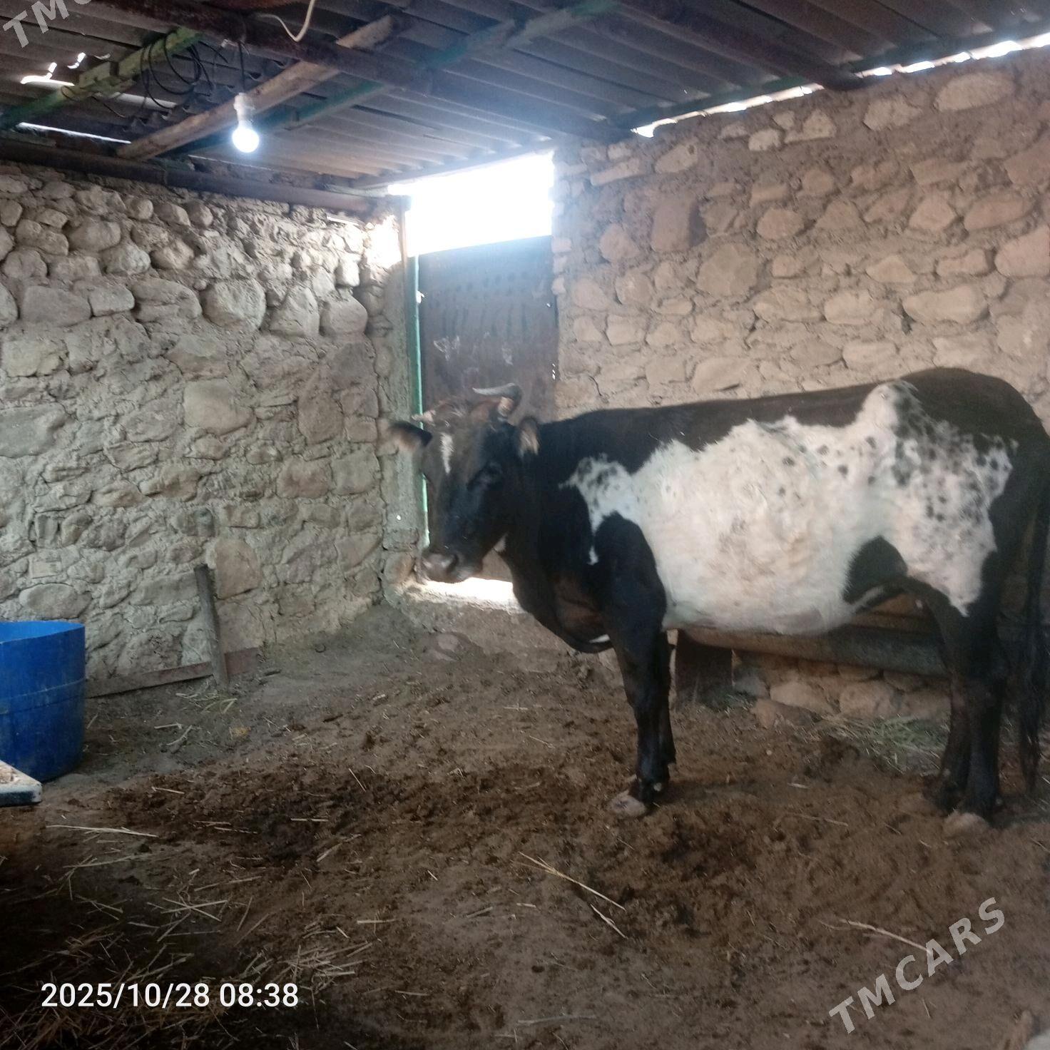 sygyr 13000 - Джебел - img 2