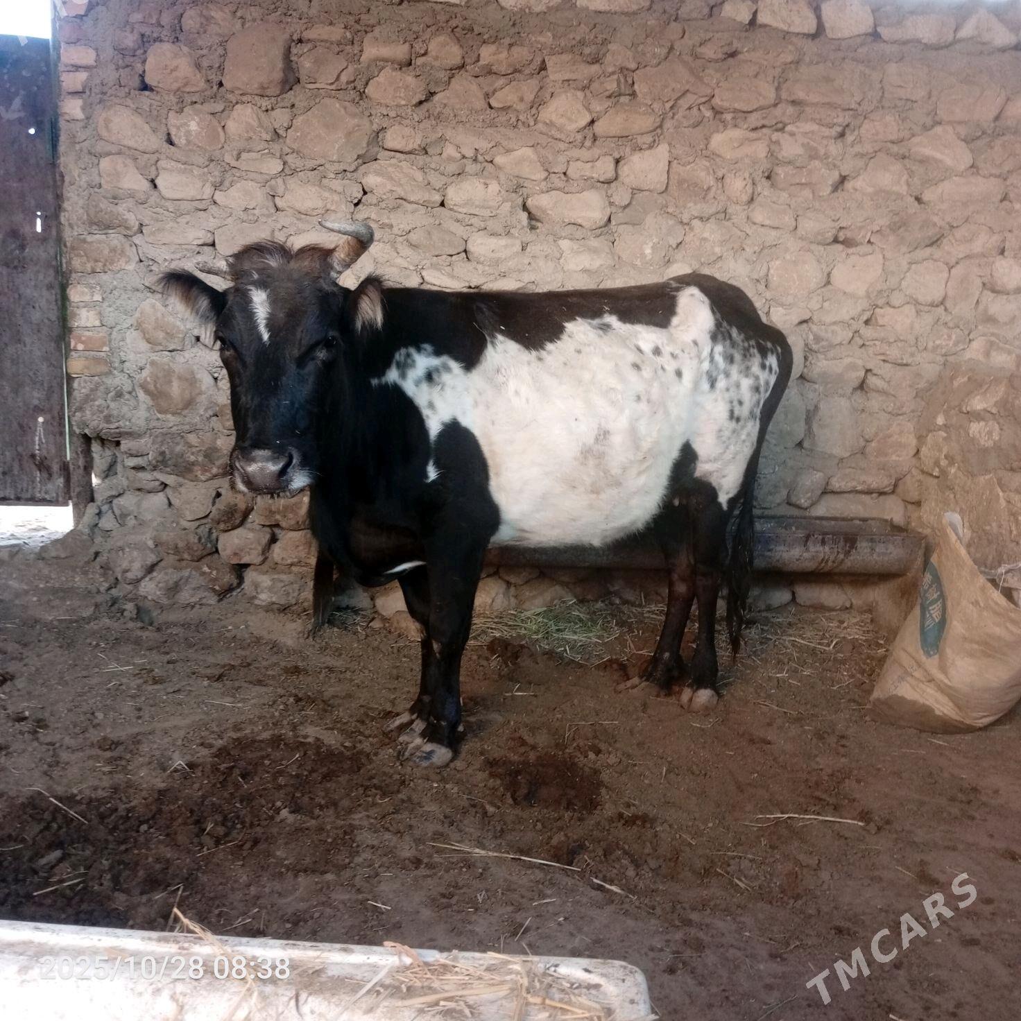 sygyr 13000 - Джебел - img 3