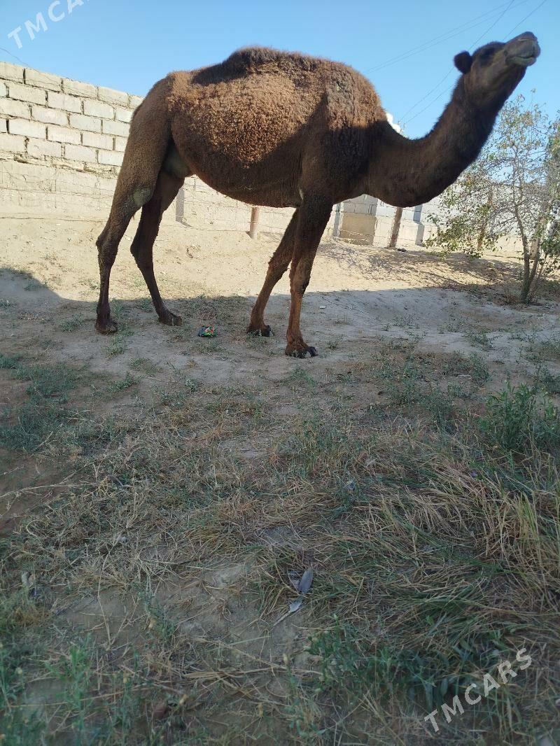 Düýe - Эсенгулы - img 2