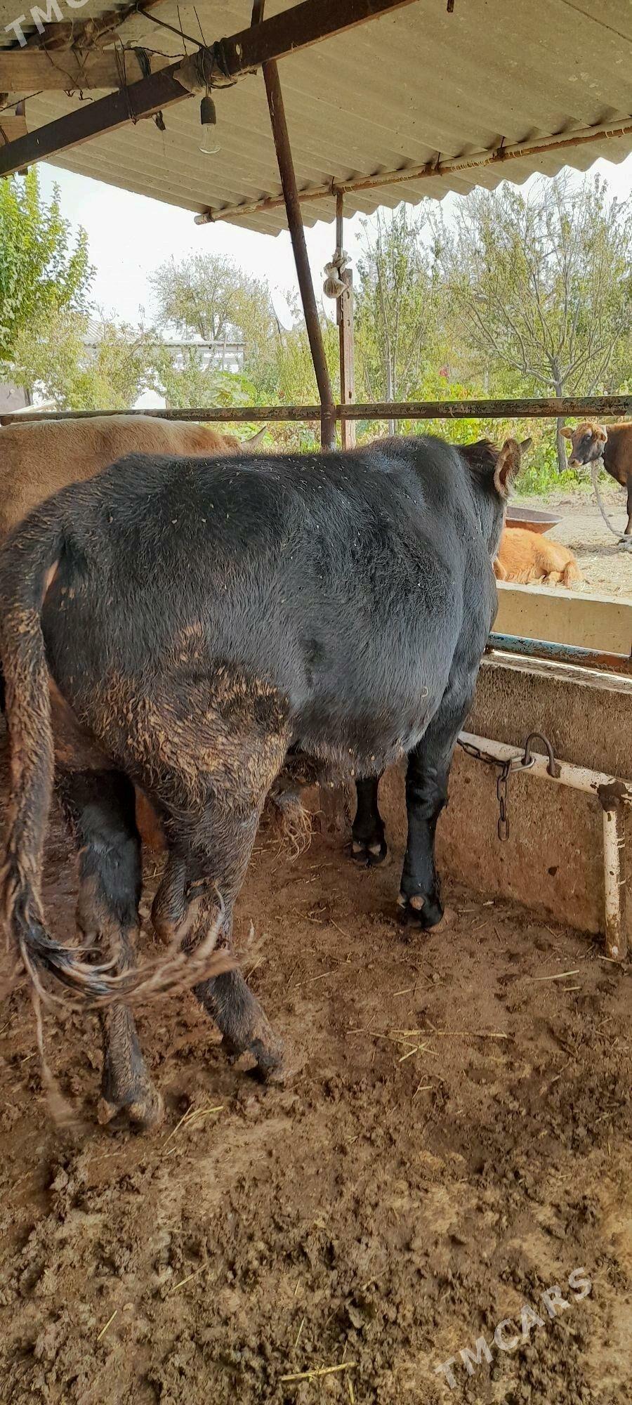 Bakylan öküzler - Бабадайхан - img 1