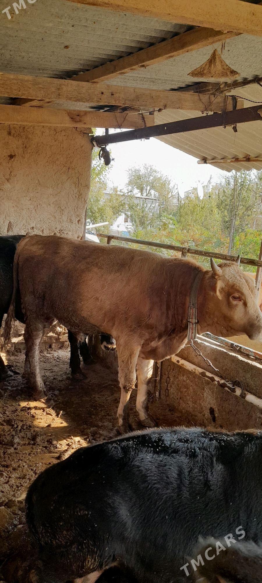 Bakylan öküzler - Бабадайхан - img 2