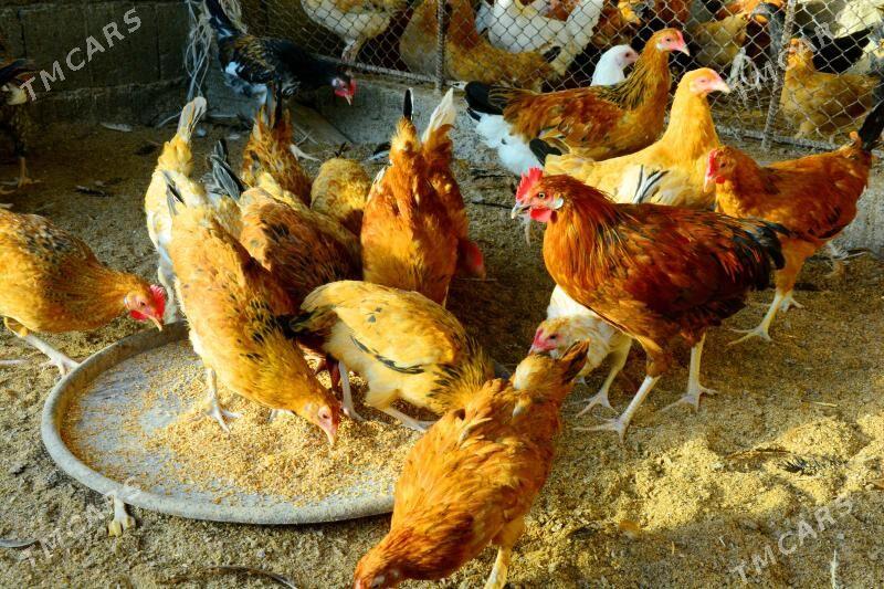 Towuk Horaz 6 ay - Aşgabat - img 2