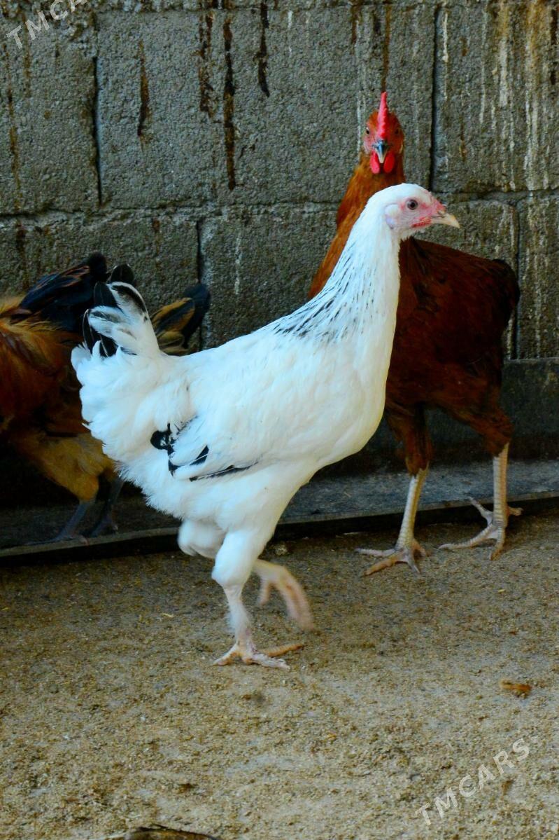 Towuk Horaz 6 ay - Aşgabat - img 3