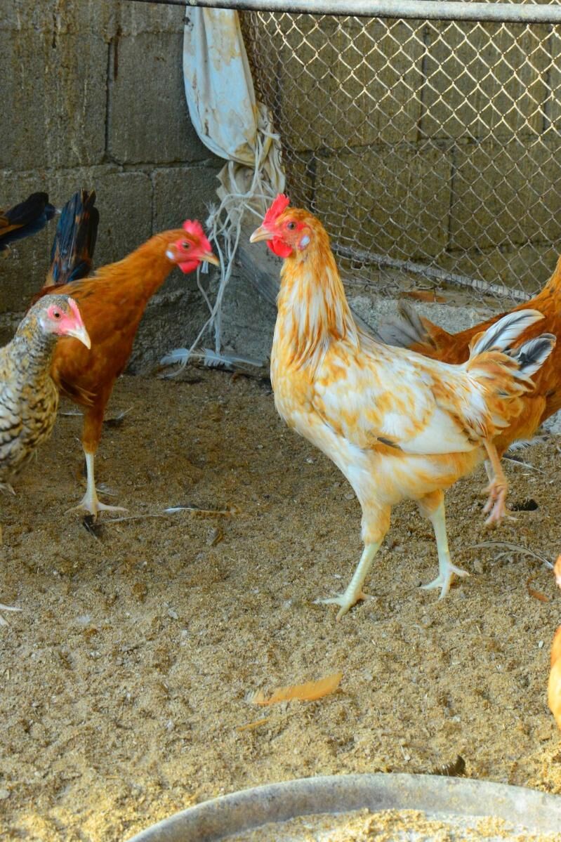 Towuk Horaz 6 ay - Aşgabat - img 1