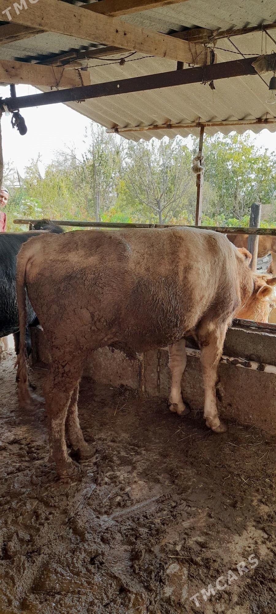 Bakylan öküzler - Бабадайхан - img 3