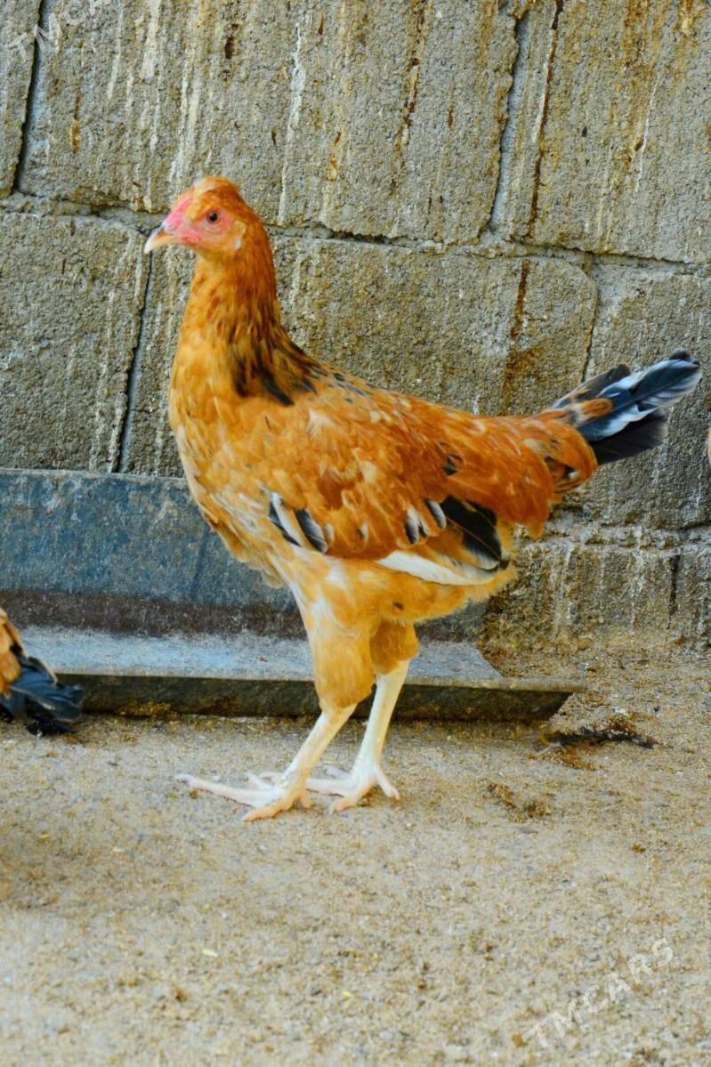 Towuk Horaz 6 ay - Aşgabat - img 4