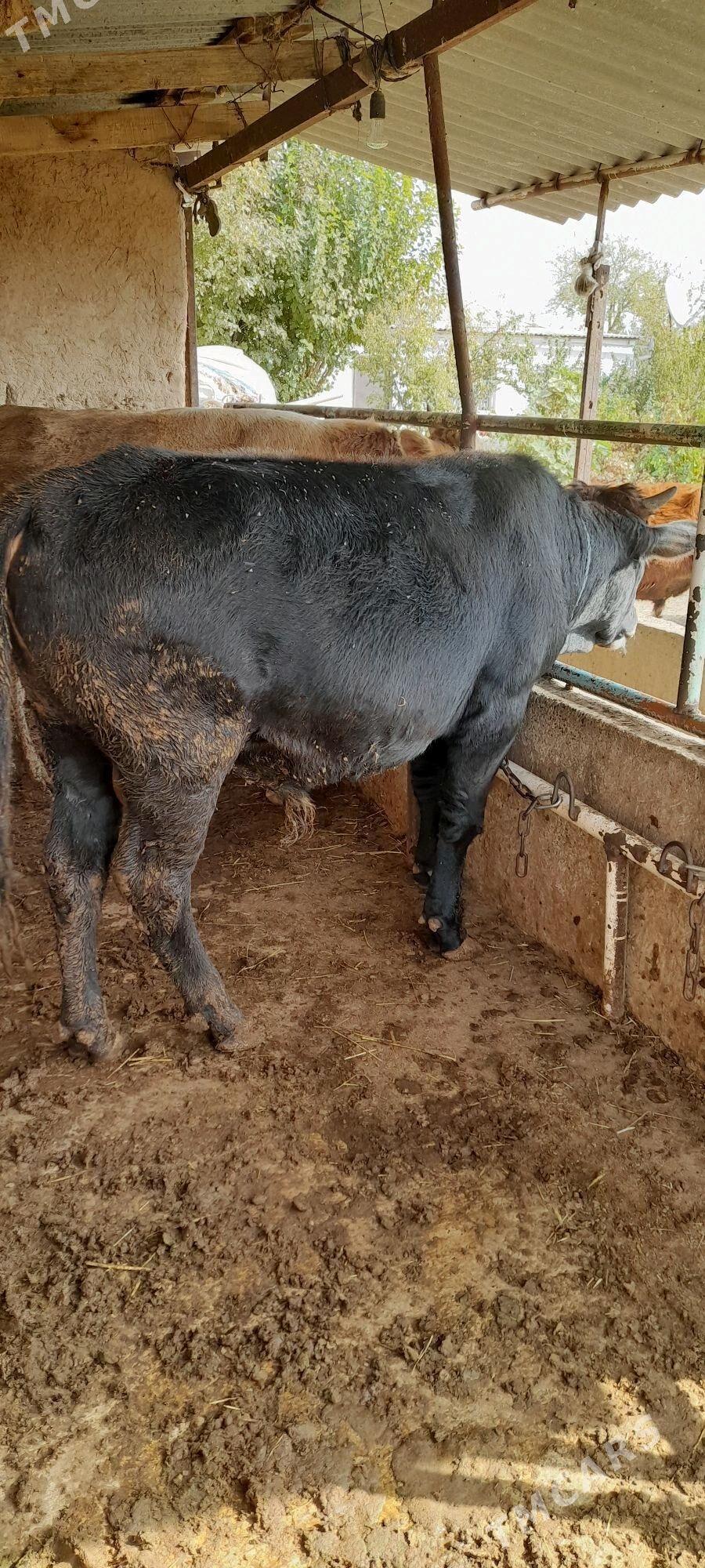 Bakylan öküzler - Бабадайхан - img 4