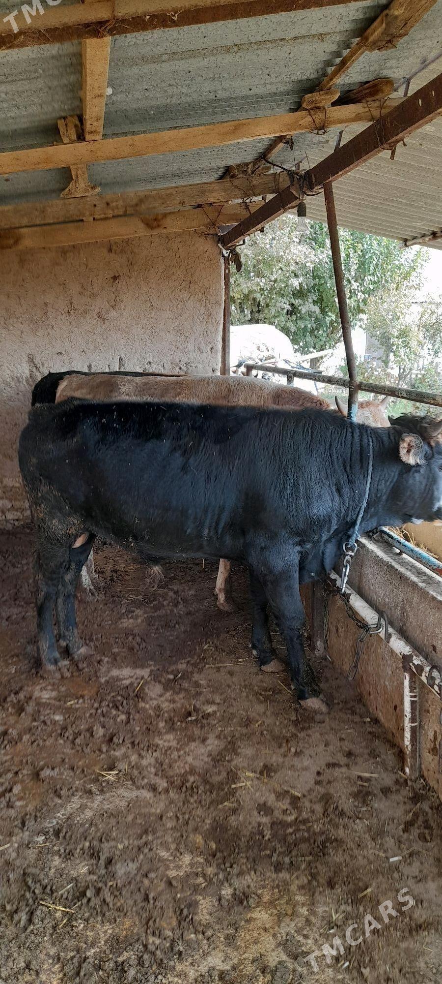 Bakylan öküzler - Бабадайхан - img 5