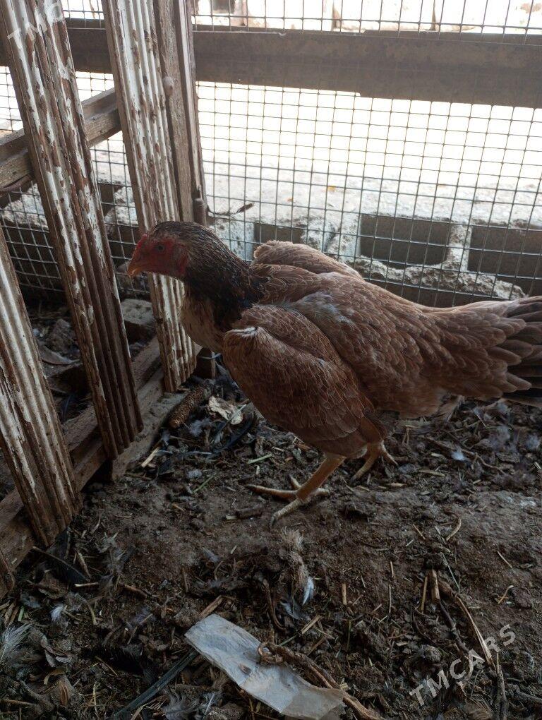 baysow towuk - Çärjew - img 2