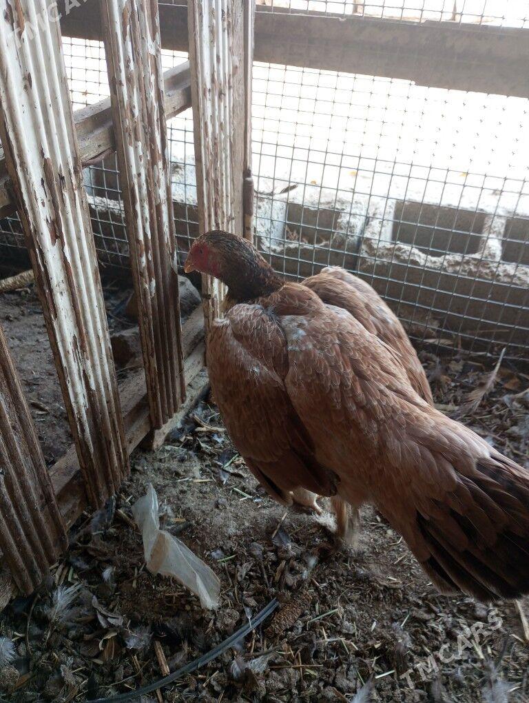 baysow towuk - Çärjew - img 3