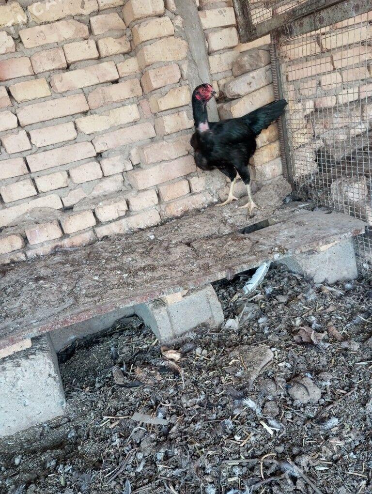 baysow towuk - Çärjew - img 6