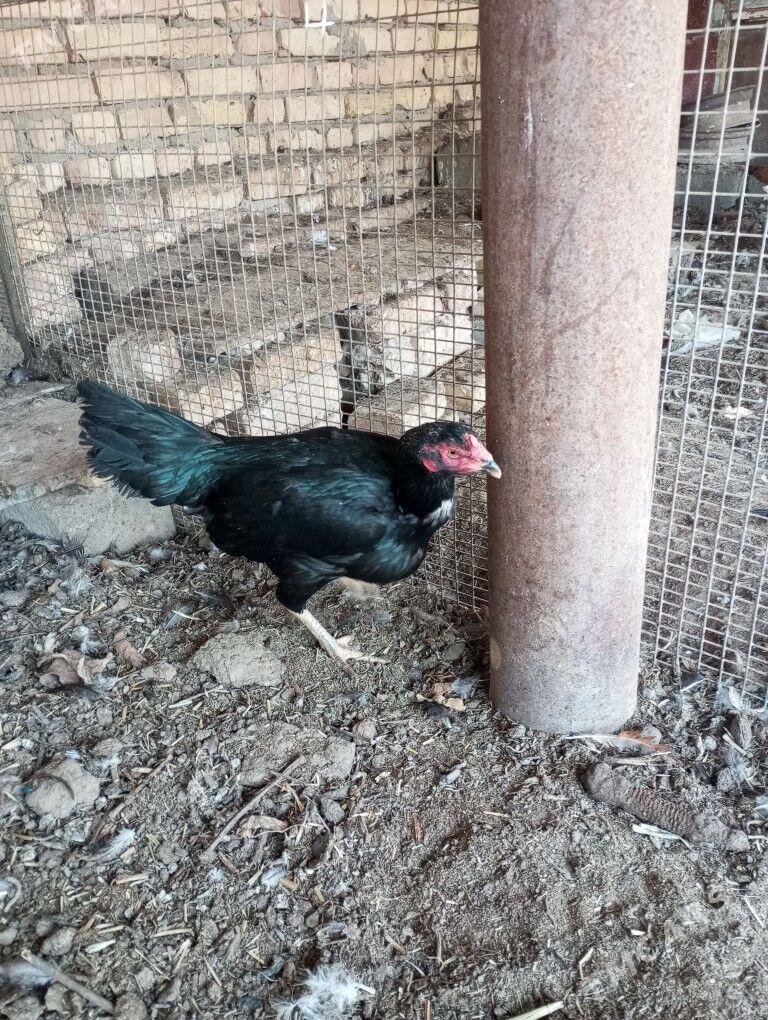 baysow towuk - Çärjew - img 5