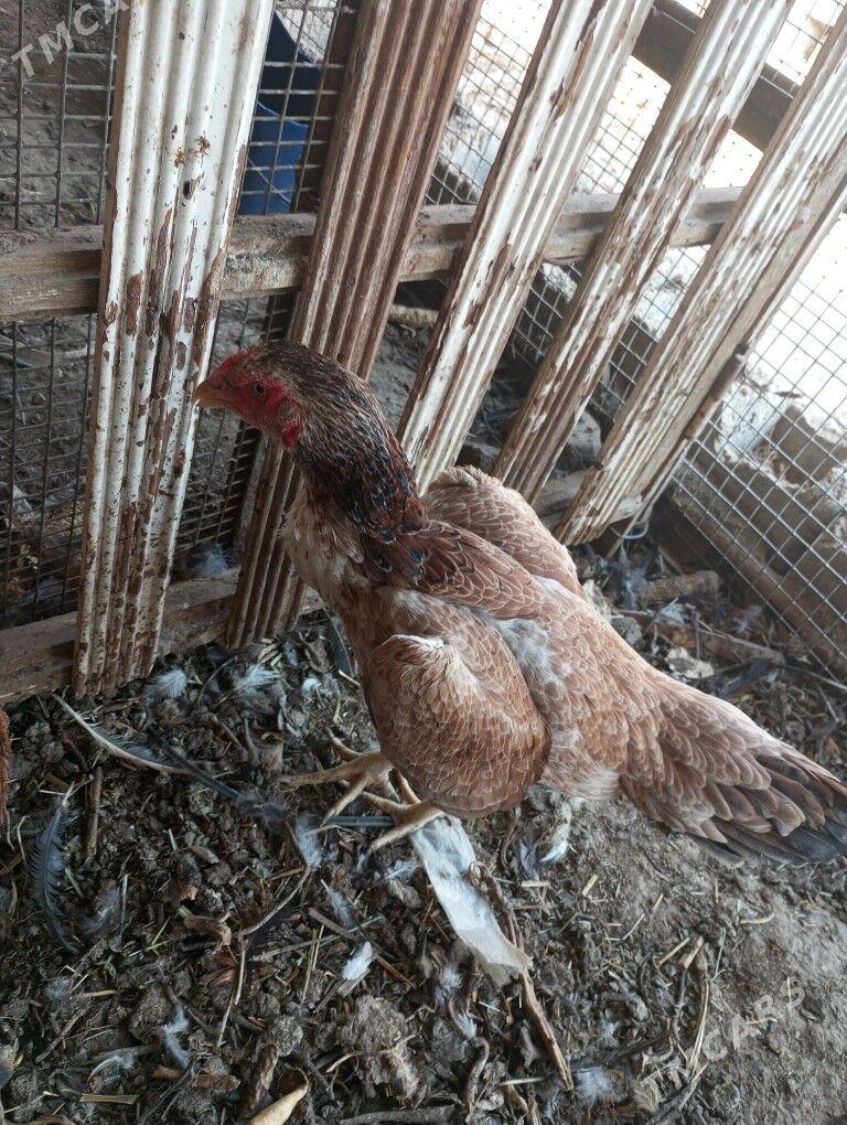 baysow towuk - Çärjew - img 1