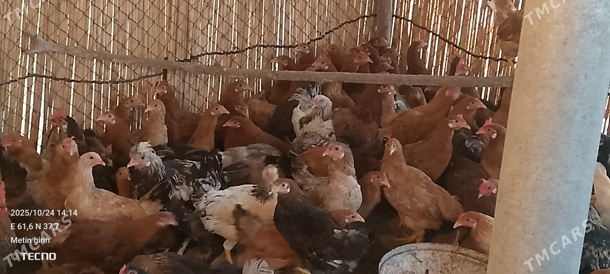 juyje - Сакарчага - img 2