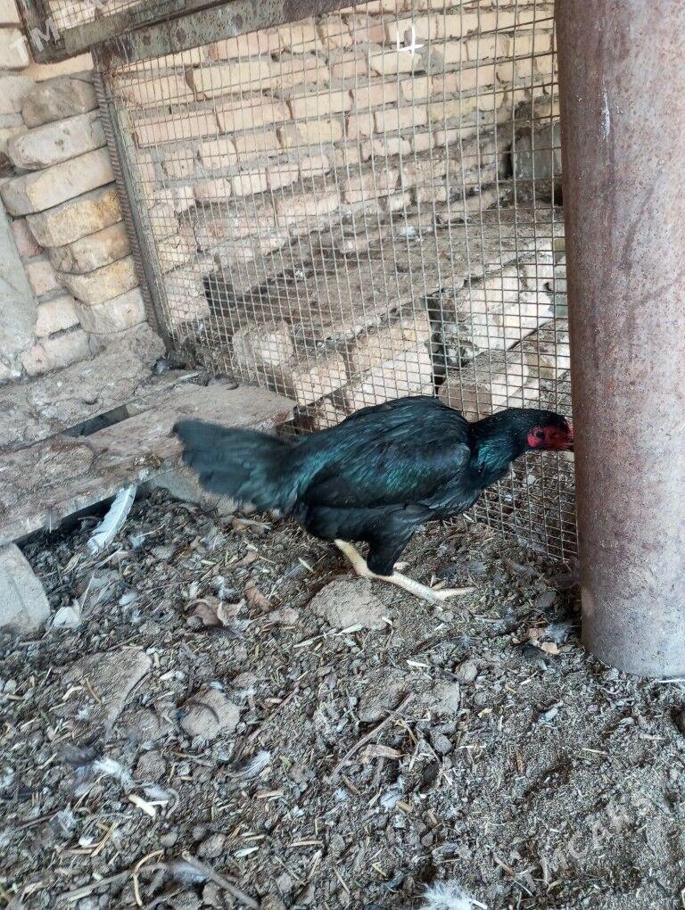 baysow towuk - Çärjew - img 7