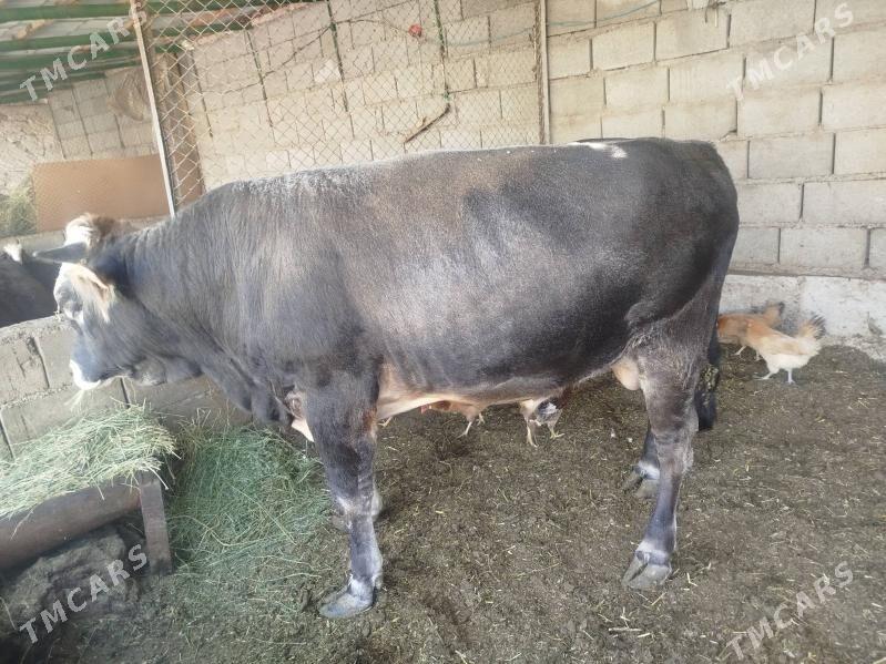 öküz - Гызыларбат - img 3