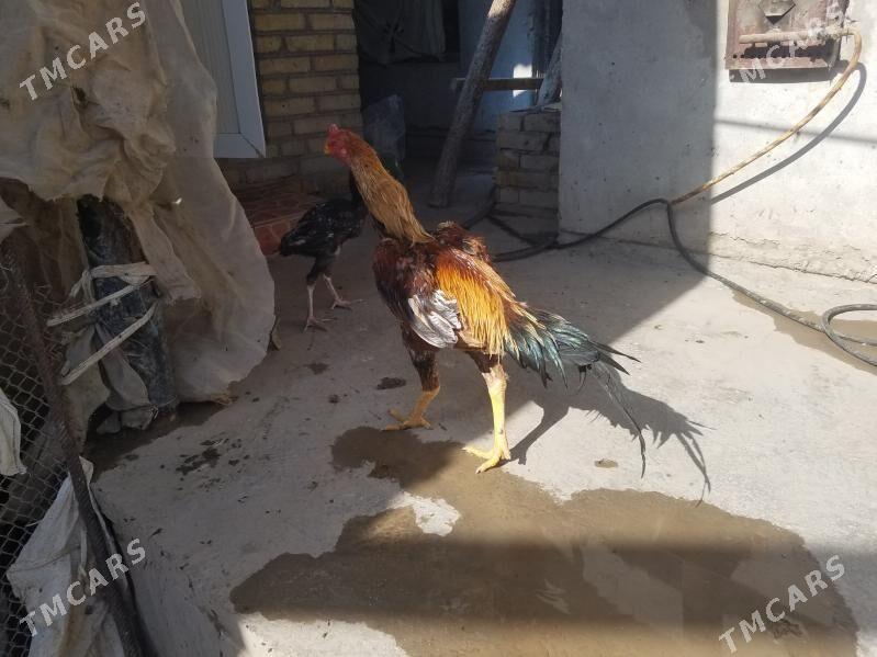 хораз жуже - Чарджоу - img 2