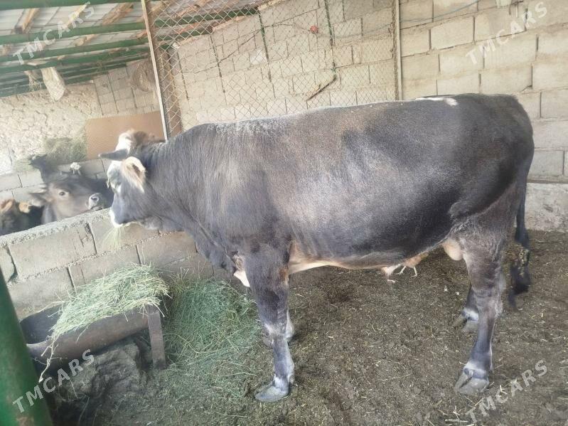 öküz - Гызыларбат - img 2