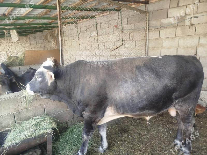 öküz - Гызыларбат - img 1