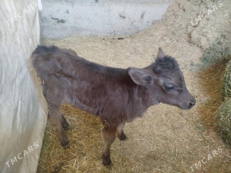 göleli sygyr - Гызыларбат - img 4