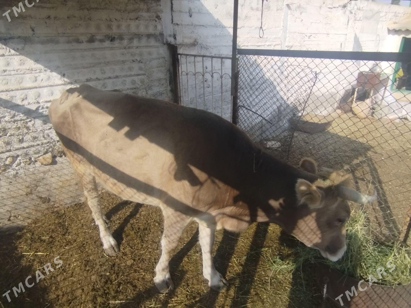 göleli sygyr - Гызыларбат - img 1