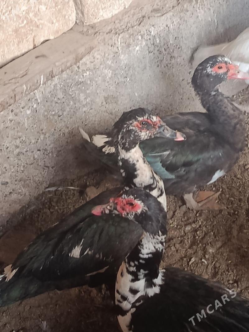 indautga horaz - Tejen - img 1