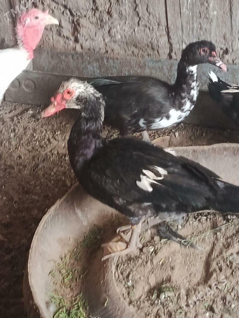 indautga horaz - Tejen - img 4