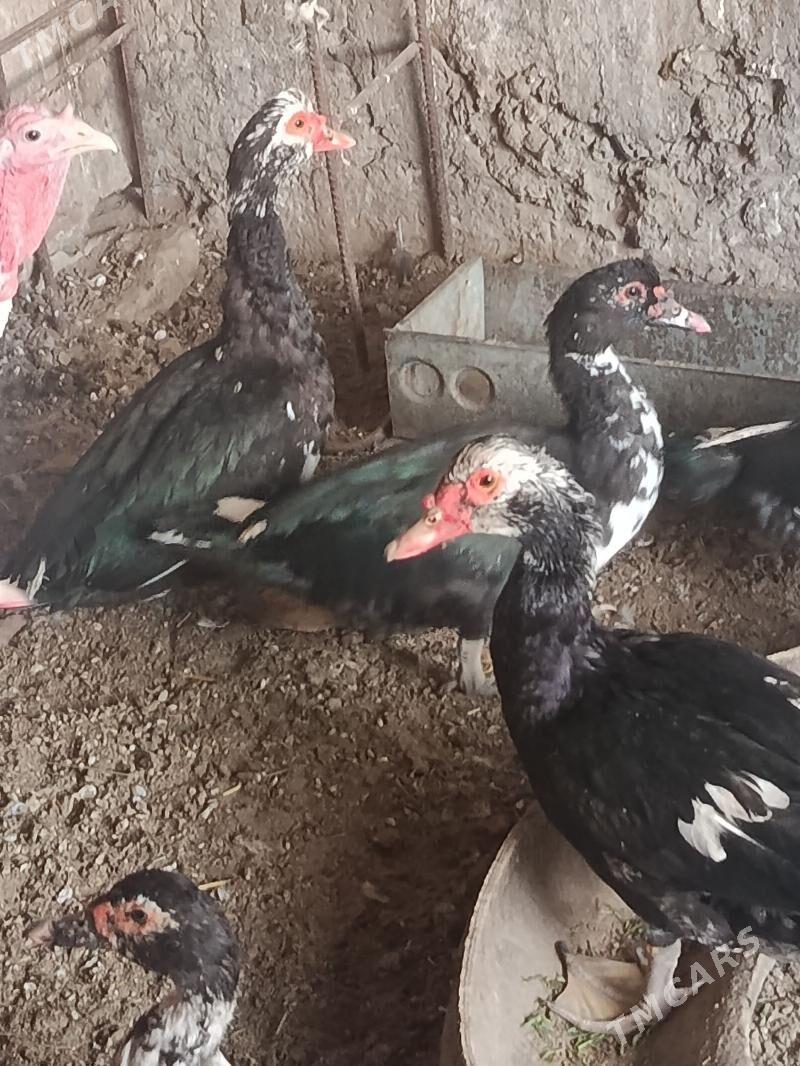 indautga horaz - Tejen - img 6