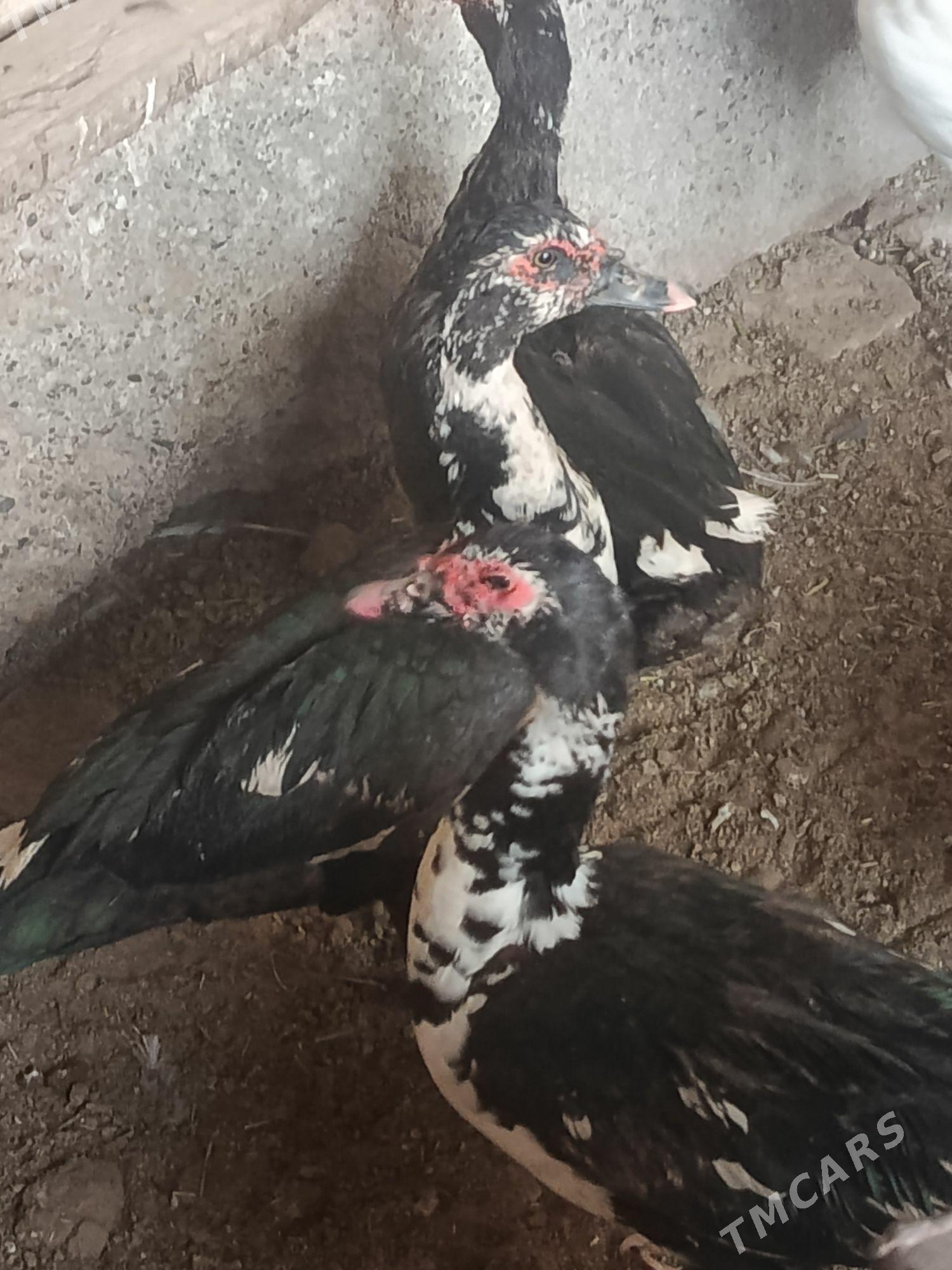 indautga horaz - Tejen - img 5